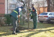 Primăriile de sector îşi propun să crească suprafaţa spaţiilor verzi / Proiectele pentru 2023
