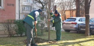 Primăriile de sector îşi propun să crească suprafaţa spaţiilor verzi / Proiectele pentru 2023