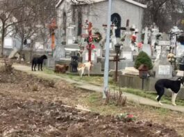 VIDEO/ ASPA, chemată să ridice câinii de la capela la care e depus trupul neînsuflețit al Anei Oros